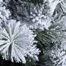 Albero innevato PRAGA